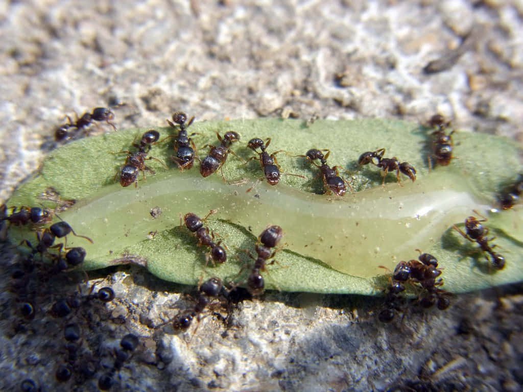 Pavement Ants Feedingon Honeydew Wallpaper