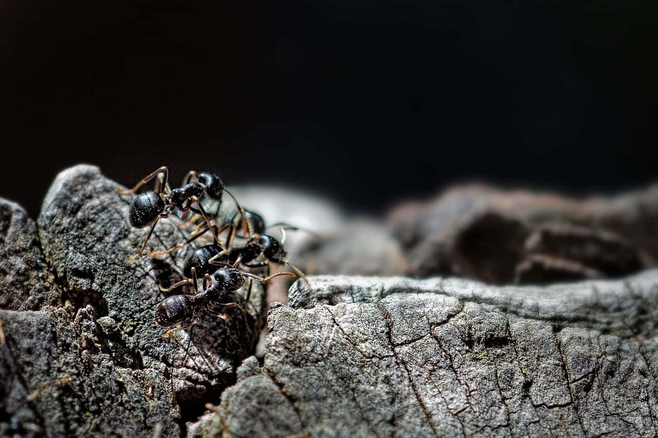 Pavement Ants On Wooden Surface Wallpaper