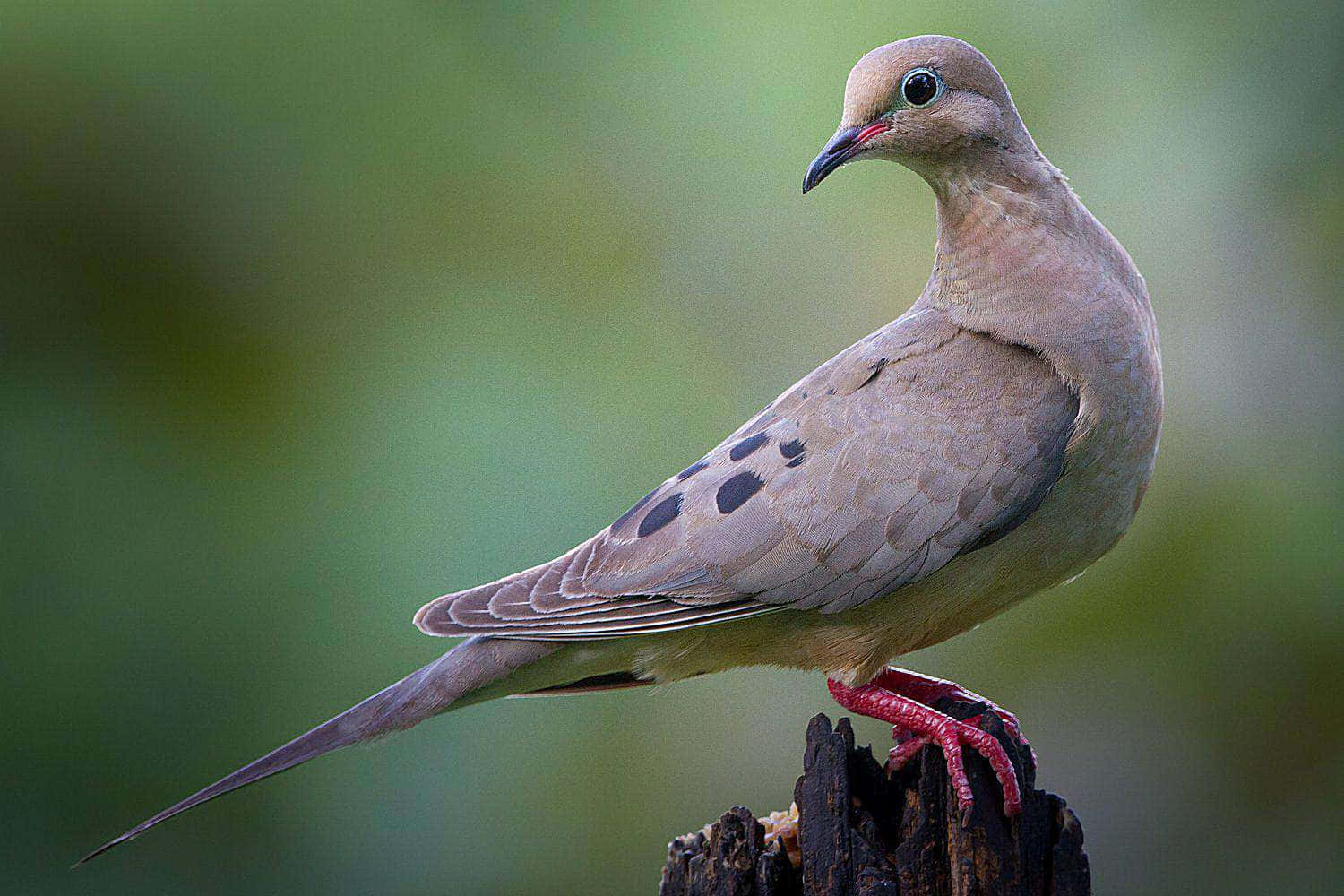 Peaceful Dove With Delicate Wings Wallpaper