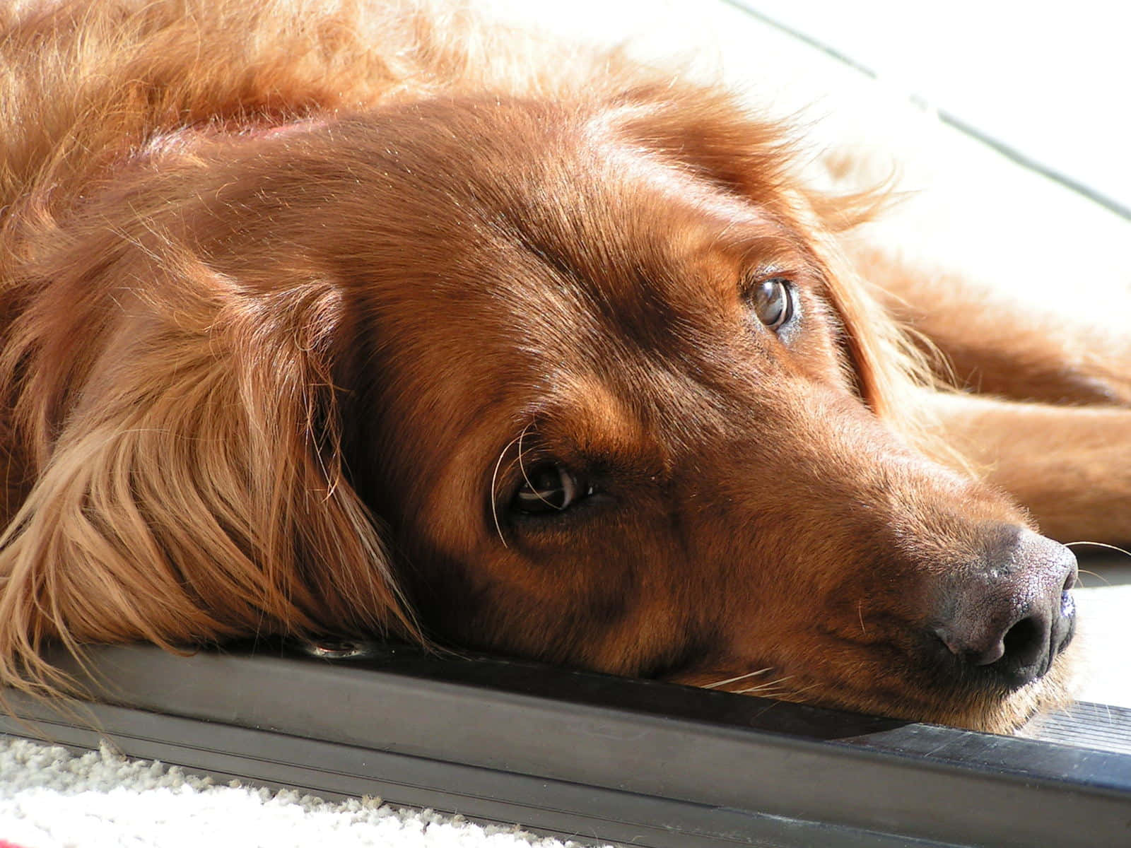 Peaceful Lazy Dog Enjoying Sunshine Wallpaper