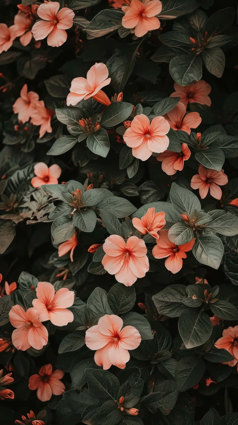 Peach Hued Hibiscus Blooms Wallpaper