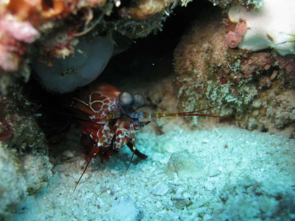 Peacock Mantis Shrimp Hiding Wallpaper