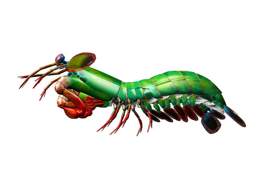 Peacock Mantis Shrimp Illustration Wallpaper