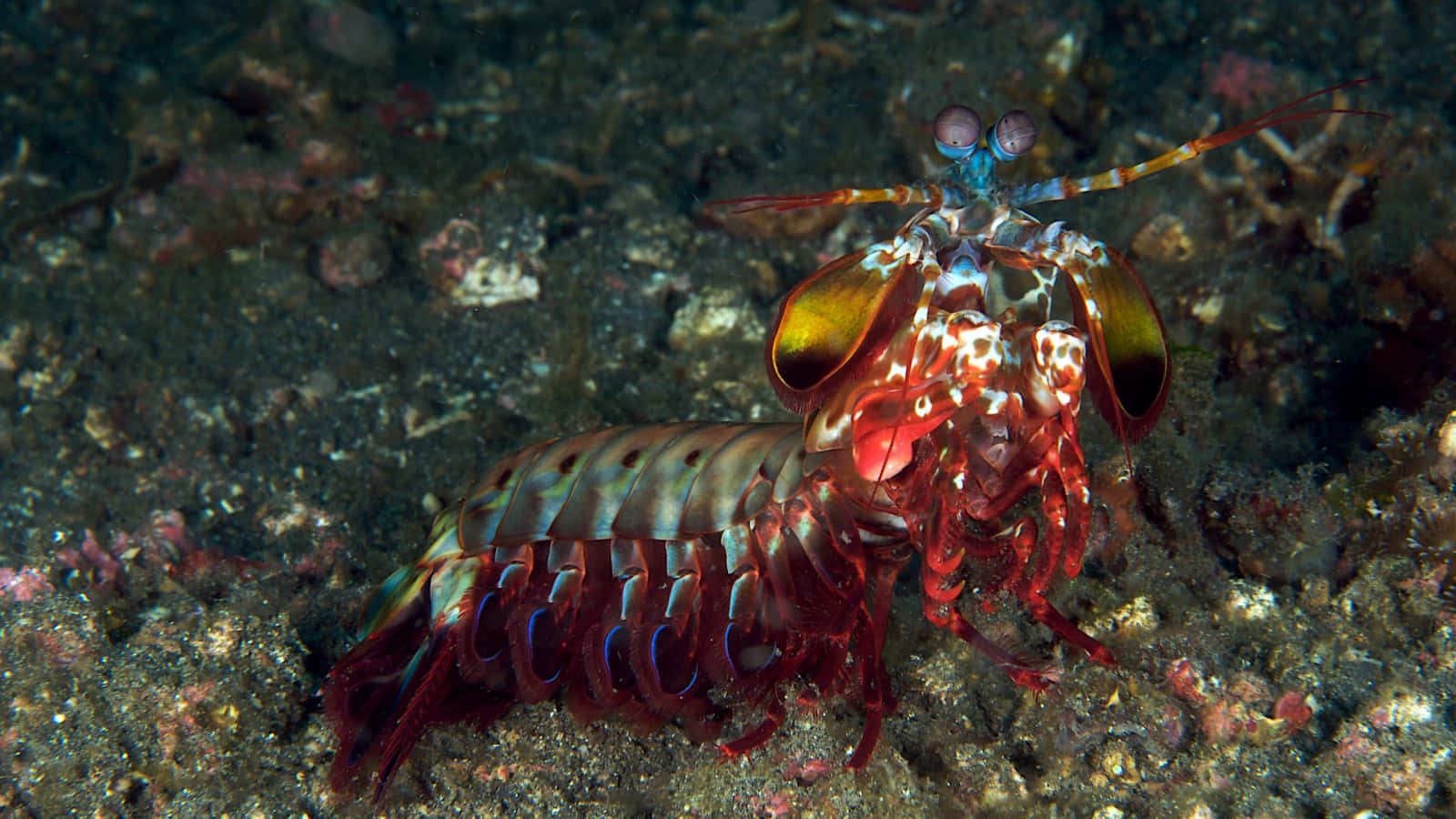 Peacock Mantis Shrimp Ocean Floor Wallpaper