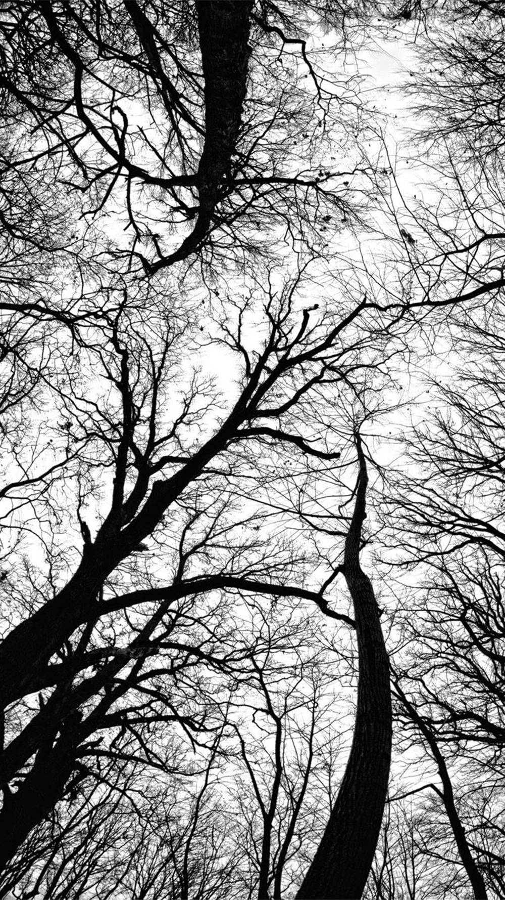 Pecan Grove Black White Iphone Wallpaper