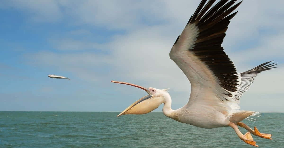 Pelican Catching Fish In Flight.jpg Wallpaper