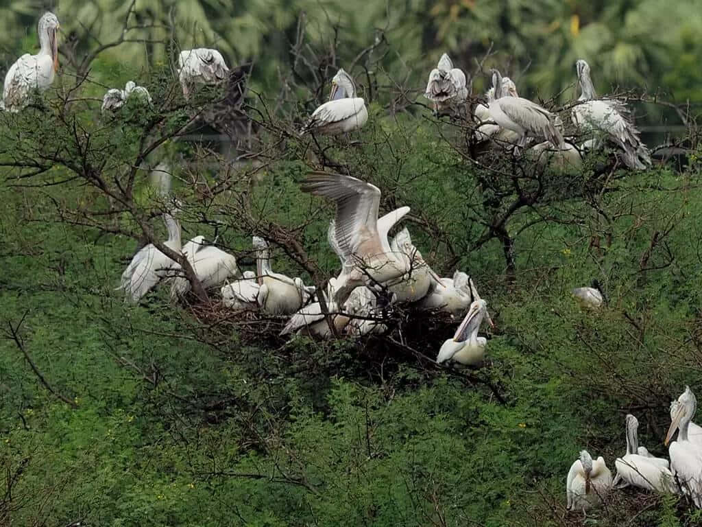 Pelicans_ Perched_in_ Green_ Sanctuary Wallpaper