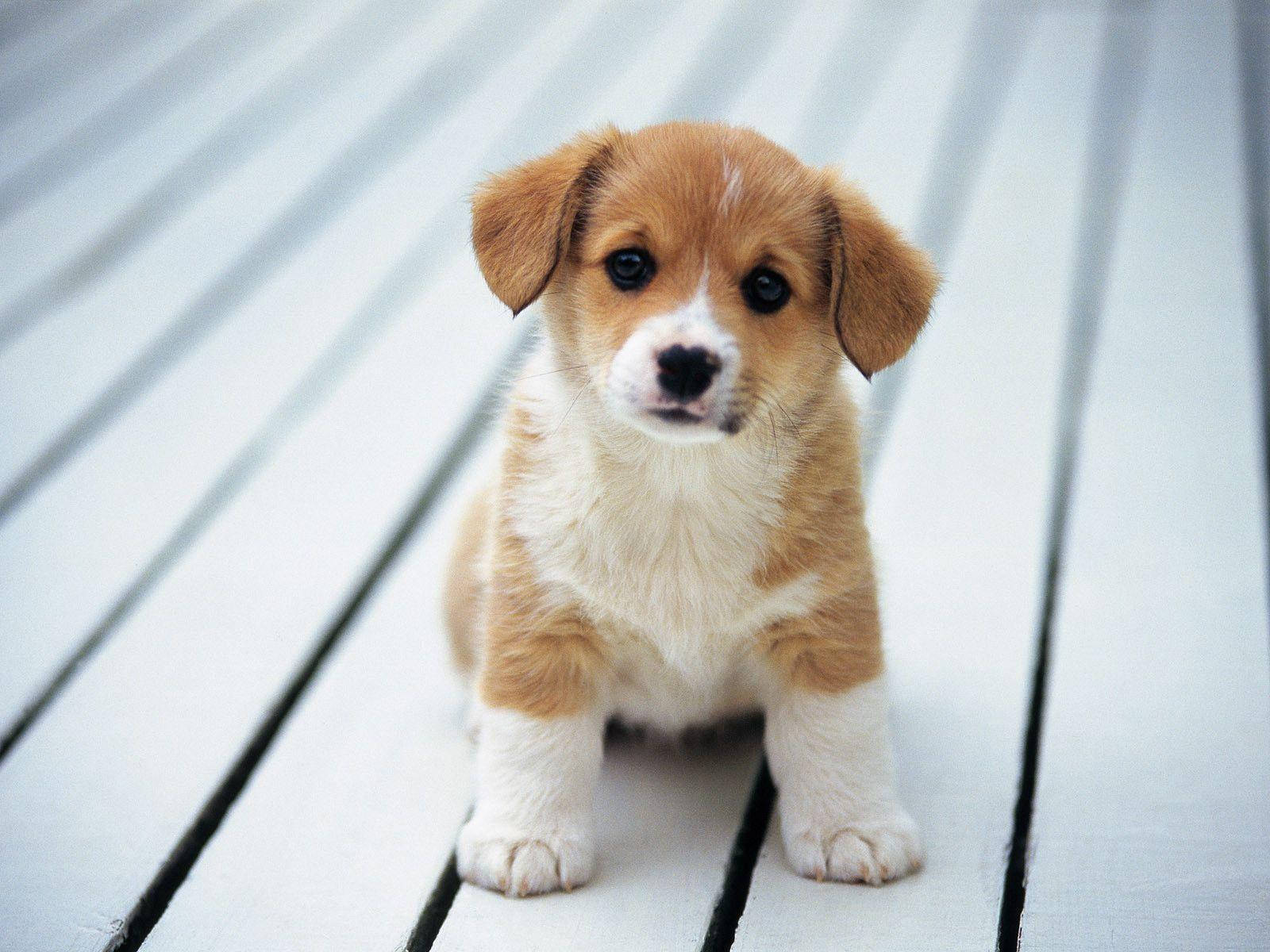 Pembroke Welsh Corgi Cute Puppy Desktop Wallpaper