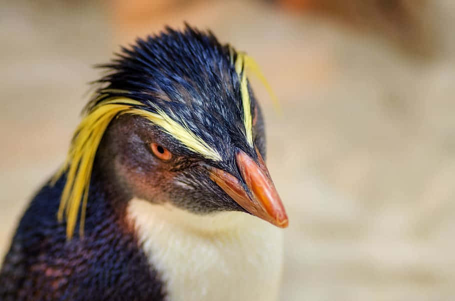 Penguin Tux, The Linux Mascot, Striking A Confident Pose On A Blue Background. Wallpaper