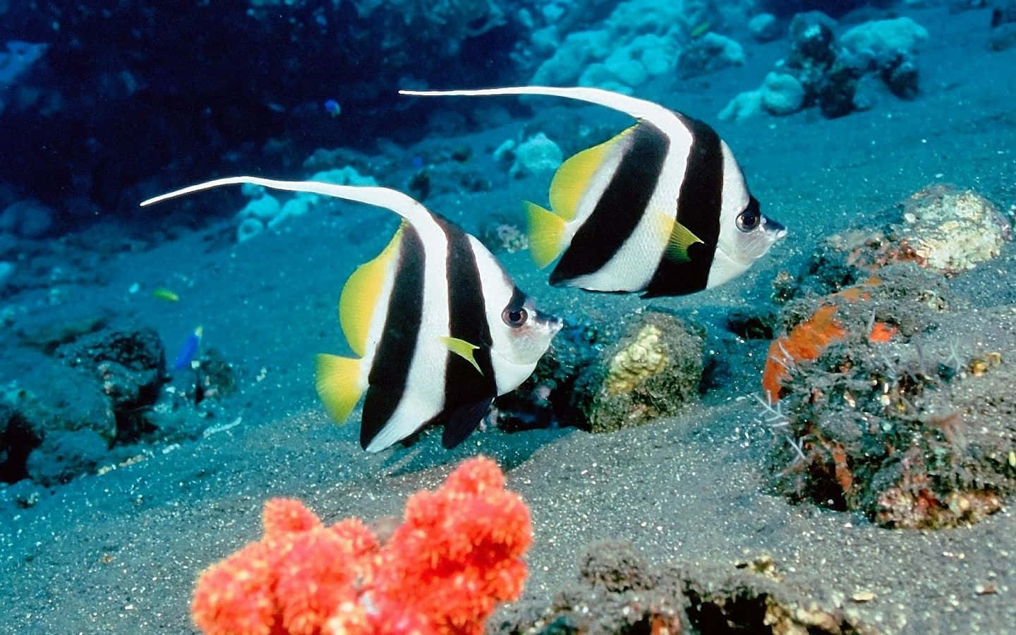 Pennant Coralfish At Sea Fish Desktop Wallpaper