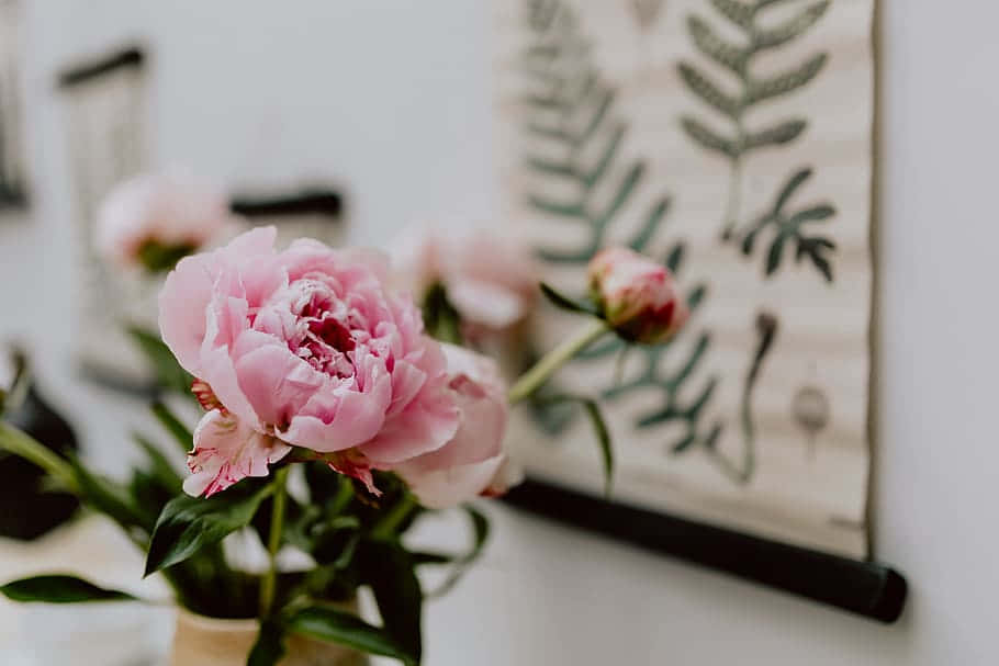 Peony Blossoms Aesthetic Decor Wallpaper