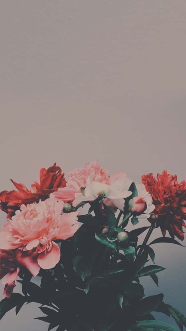 Peony Bouquet Pastel Backdrop Wallpaper