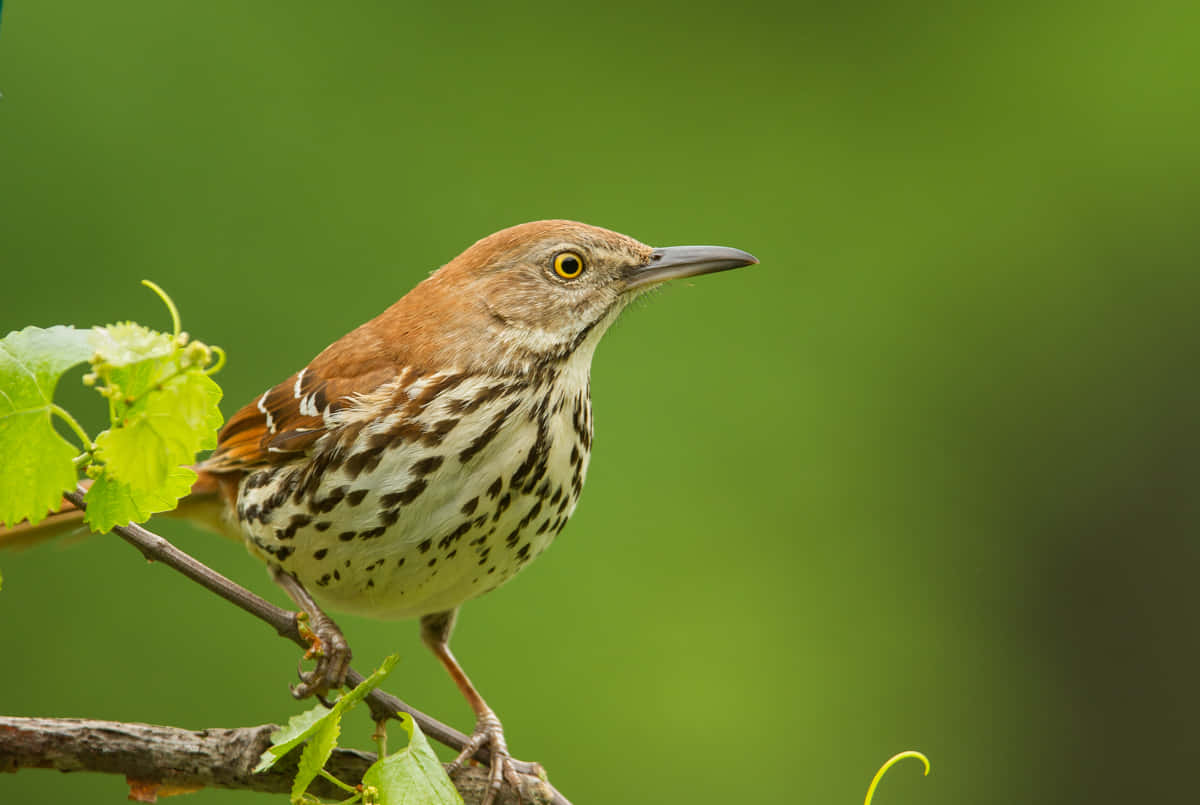 Perched Brown Thrasher Bird Wallpaper