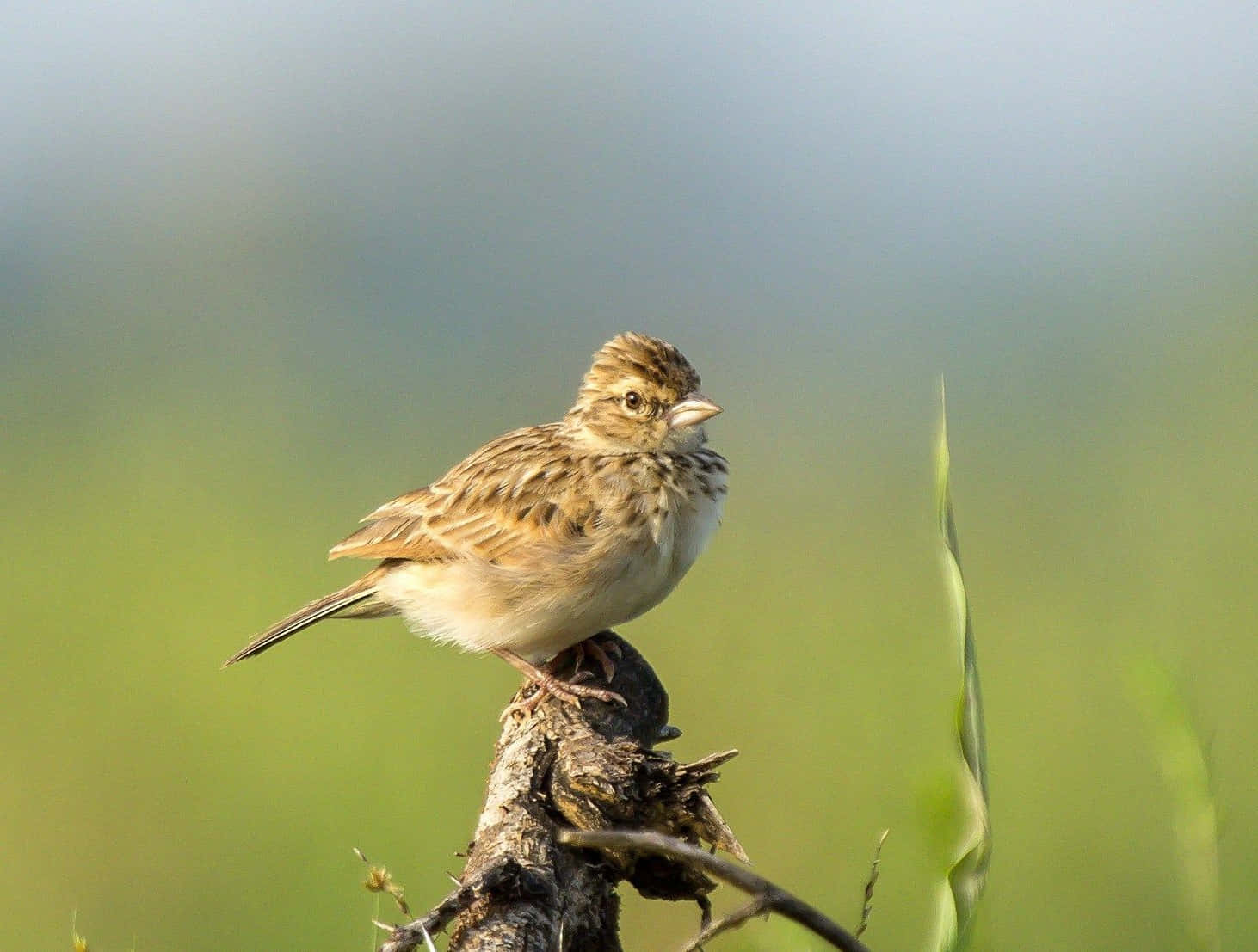 Perched Larkin Meadow.jpg Wallpaper