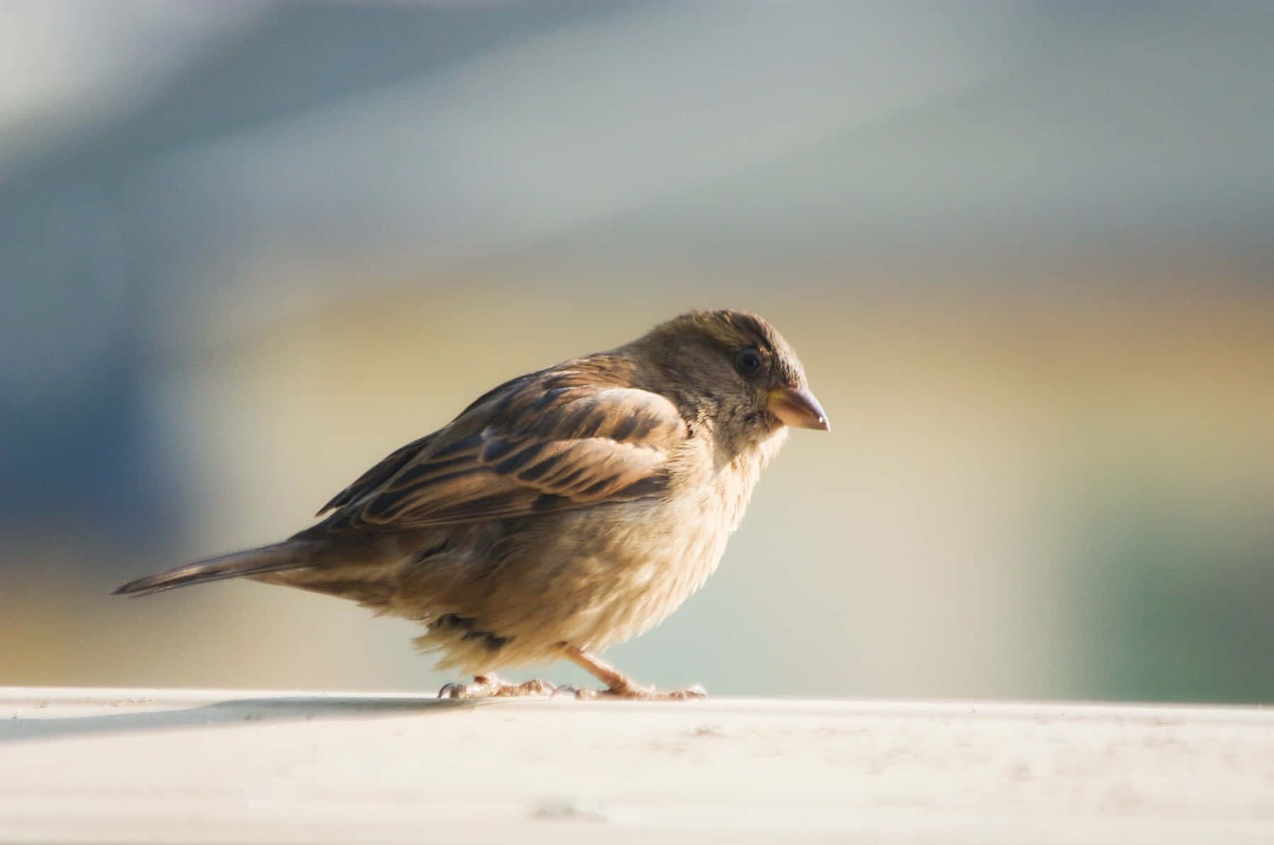 Perched Sparrow Profile Wallpaper