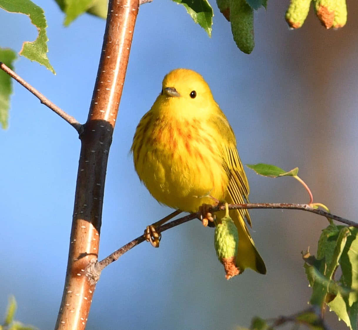 Perched Yellow Warbler In Natural Habitat Wallpaper