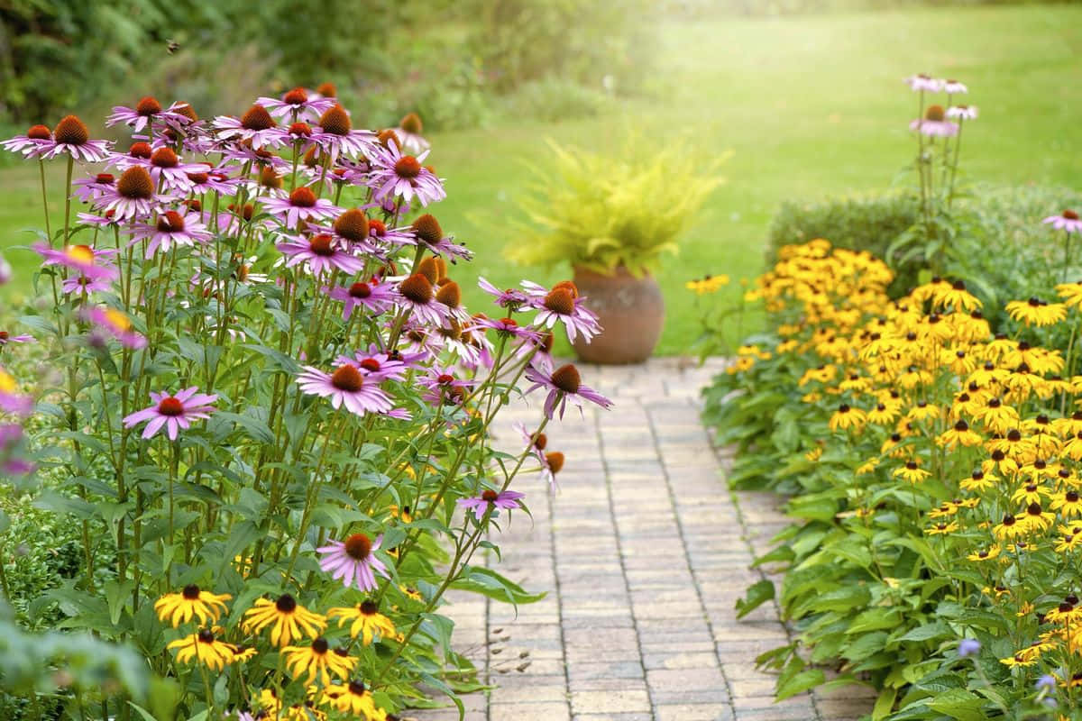 Perennial Blooms Along The Path Wallpaper