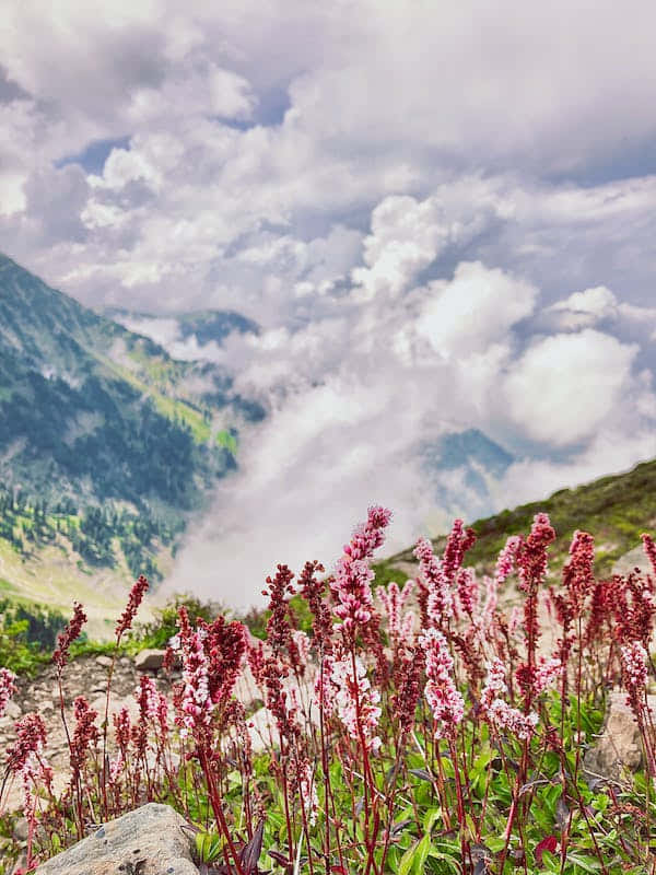 Perennial Blooms On A Sunny Day Wallpaper