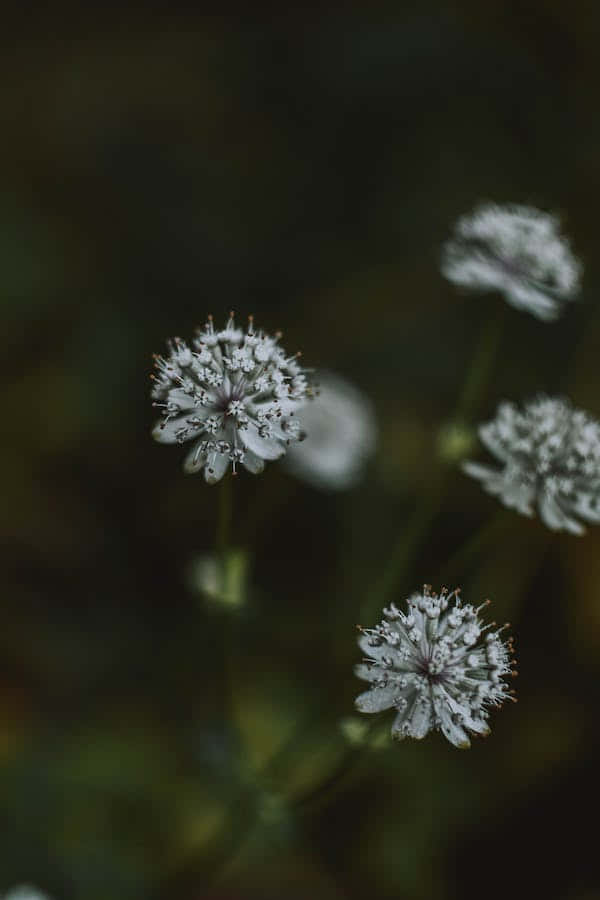 Perennial Flowers Captured In The Dark Wallpaper