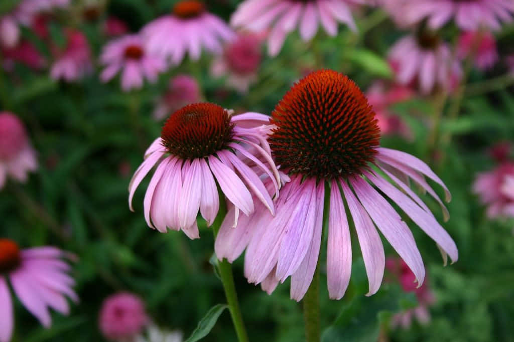 Perennial Smell Of The Pink Flowers Wallpaper