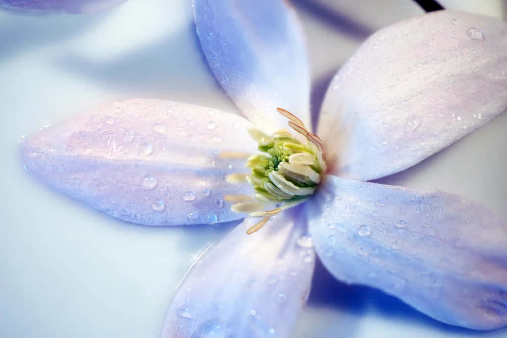 Periwinkle Blue Sky Wallpaper