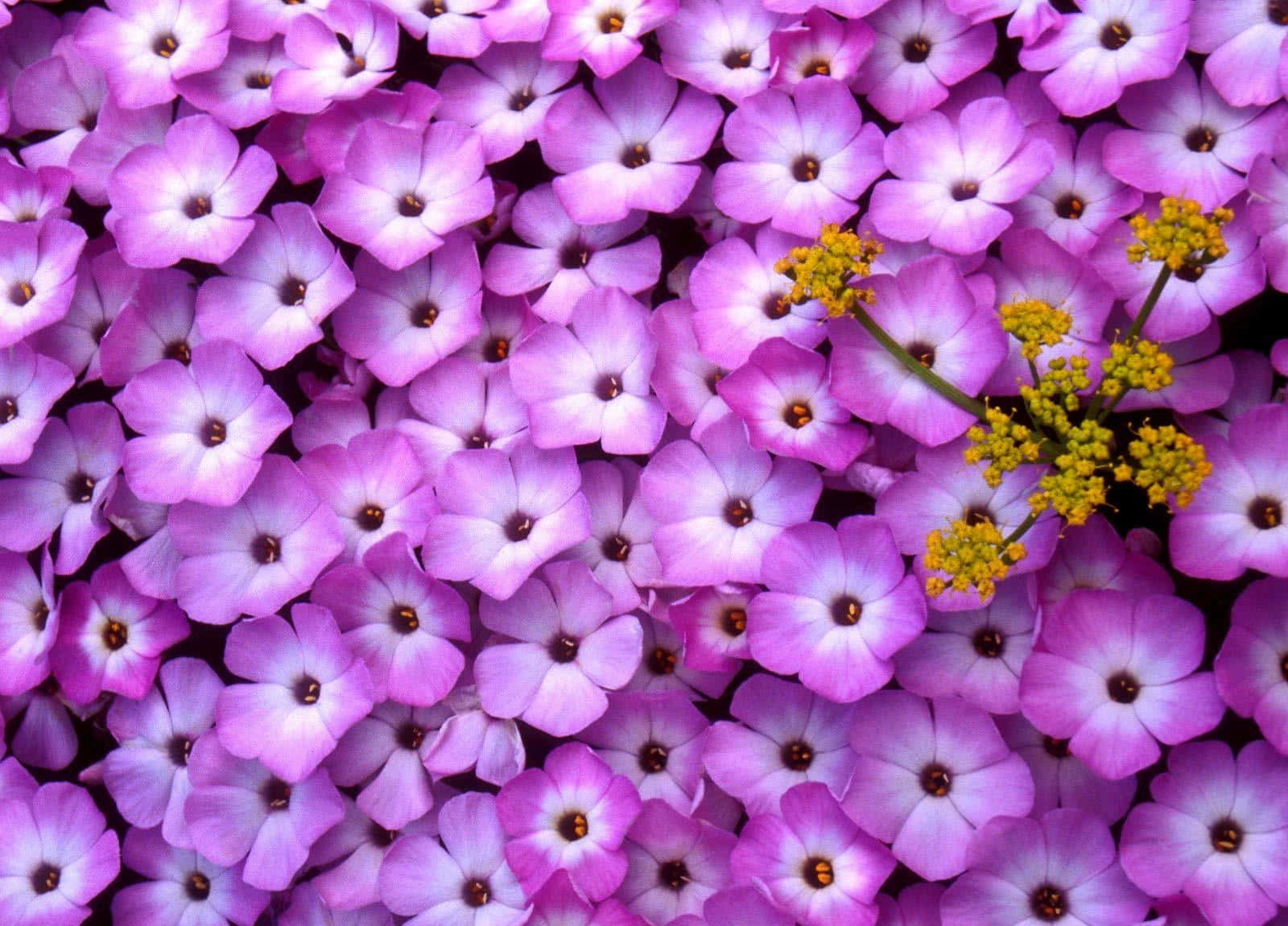 Periwinkle Floral Backdrop Wallpaper