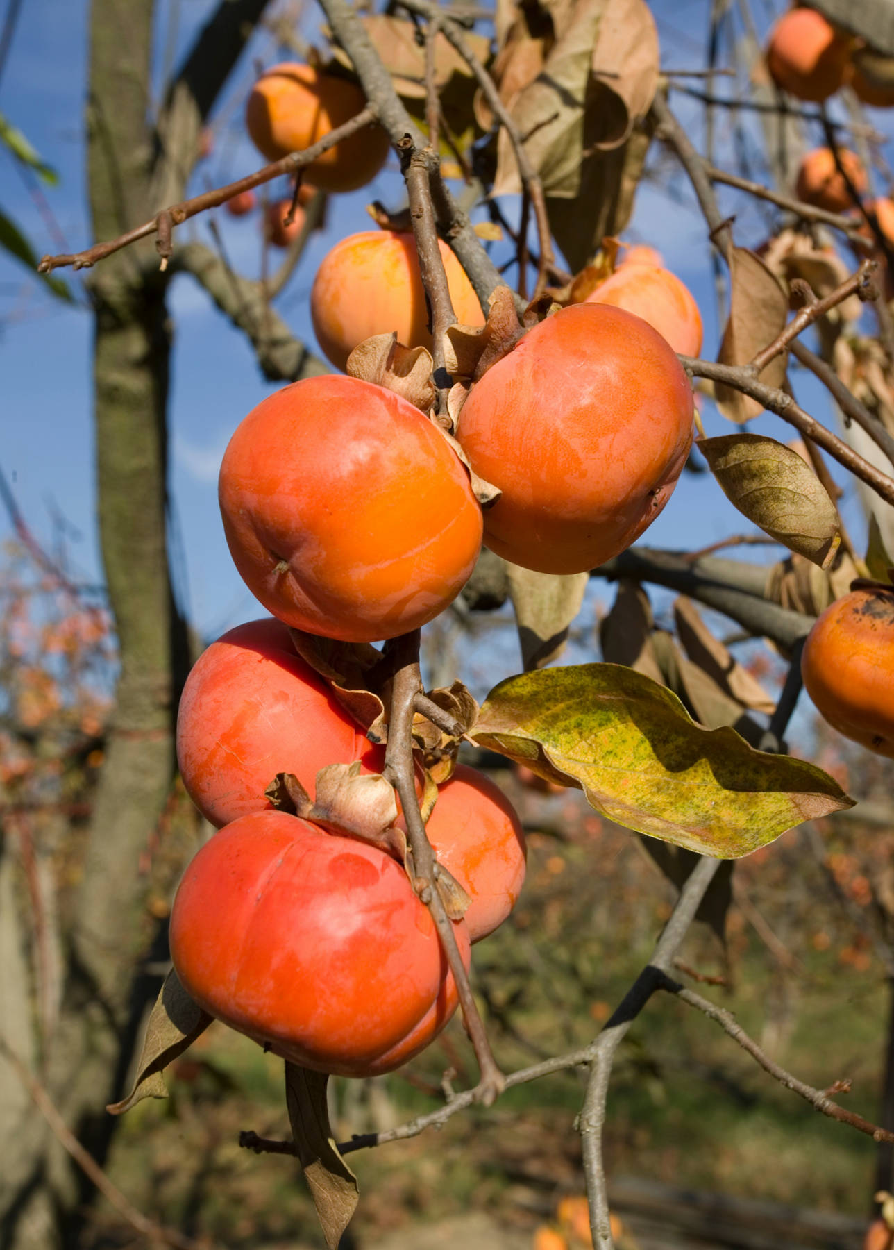 Persimmon Hanging On A Tree Wallpaper