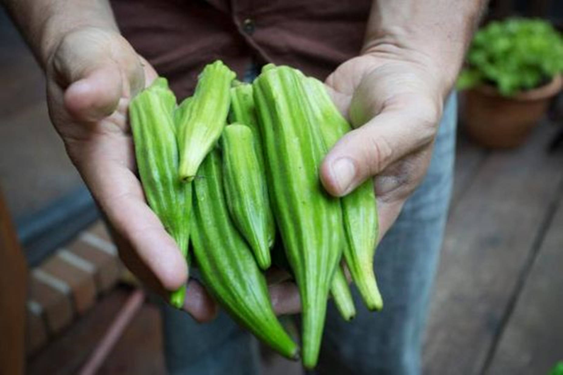 Person With Big Okra Vegetables Wallpaper