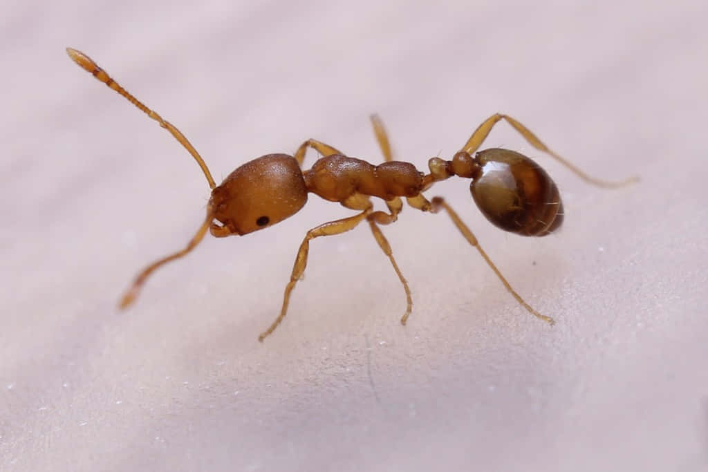 Pharaoh Ant Closeup Wallpaper