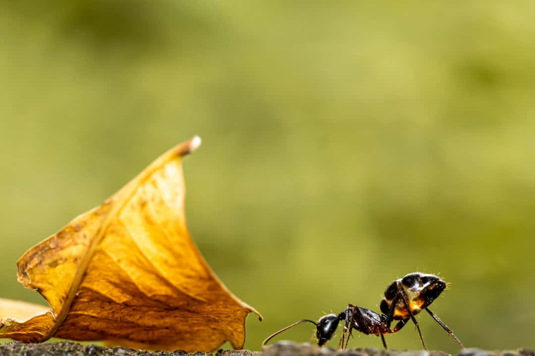 Pharaoh Ant Exploring Autumn Wallpaper