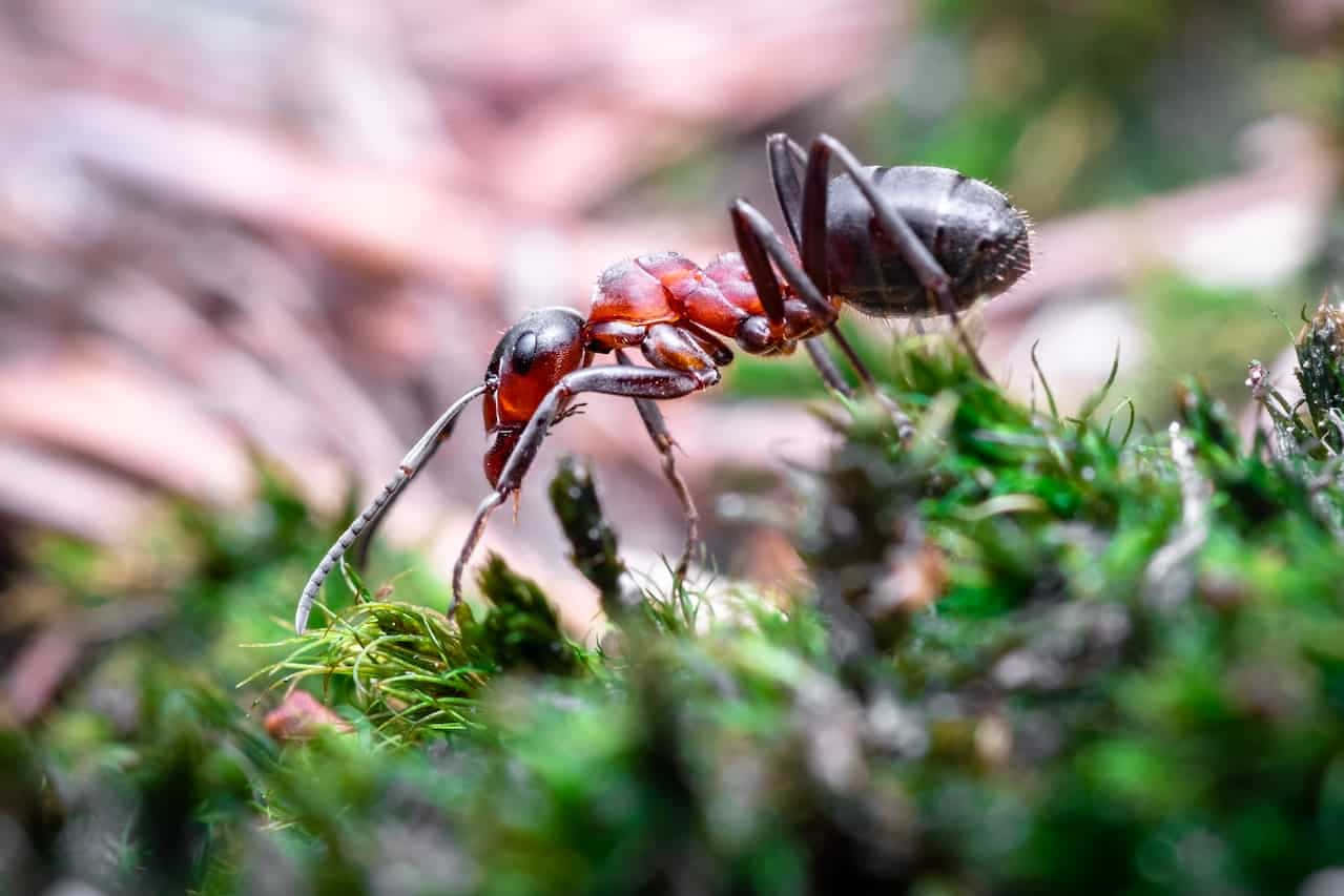 Pharaoh Ant Macro Photography Wallpaper