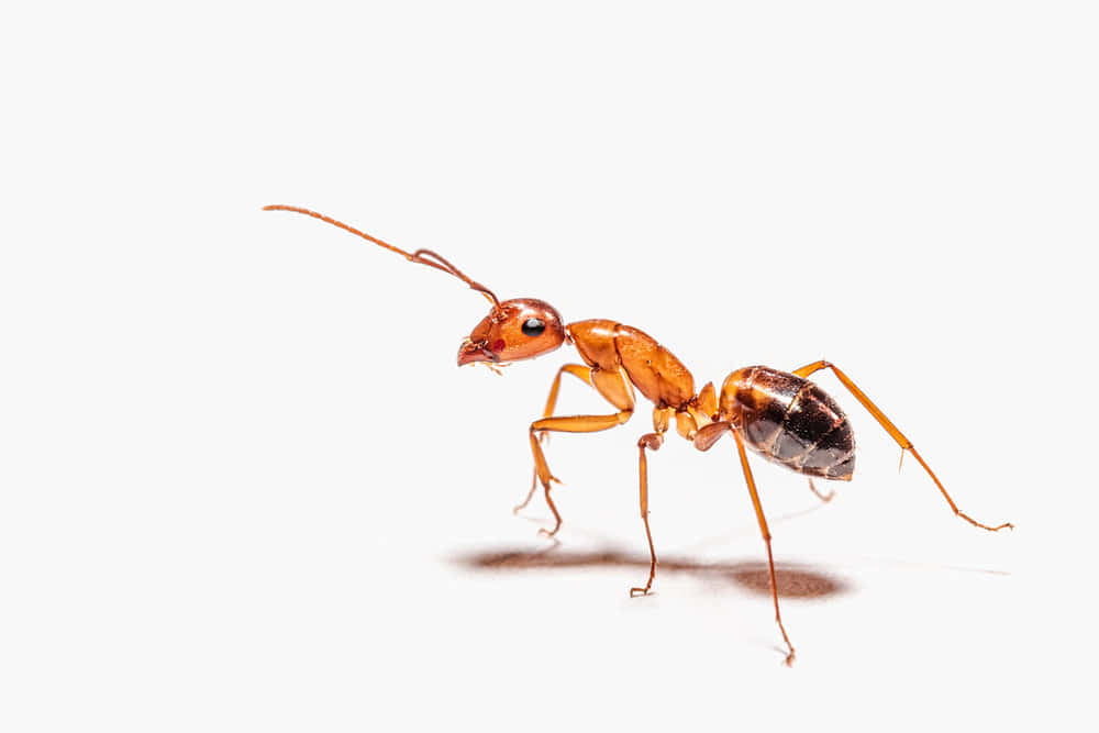 Pharaoh Ant Profile Wallpaper