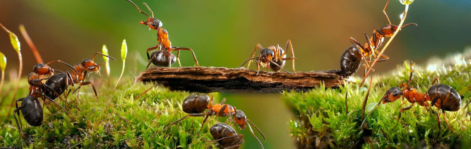 Pharaoh Ants Bridge Formation Wallpaper