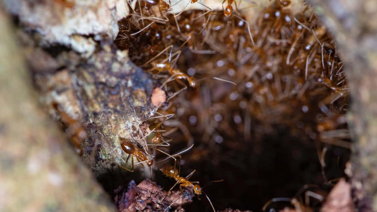 Pharaoh Ants Entranceto Colony Wallpaper