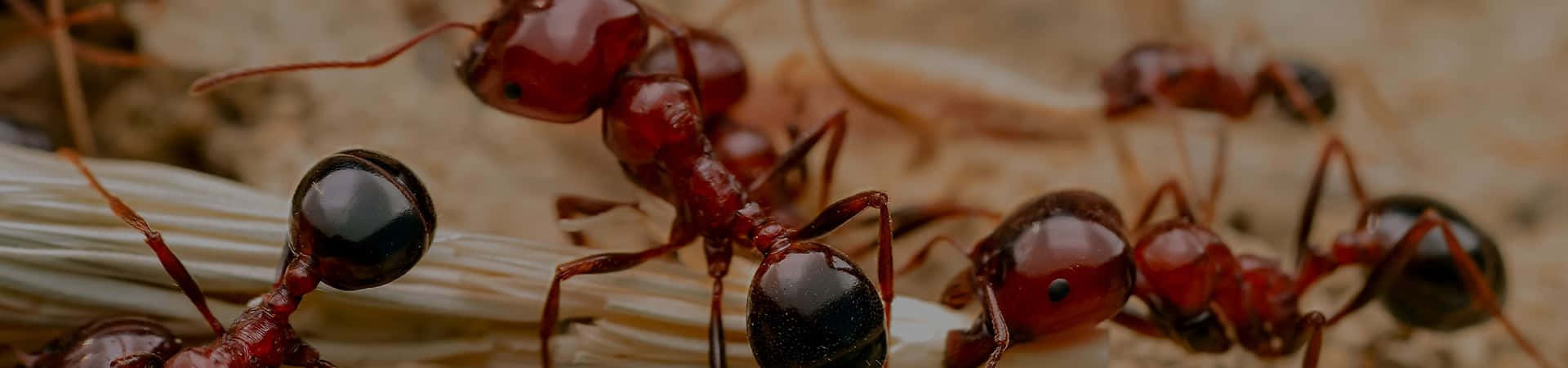 Pharaoh Ants Teamwork Closeup Wallpaper