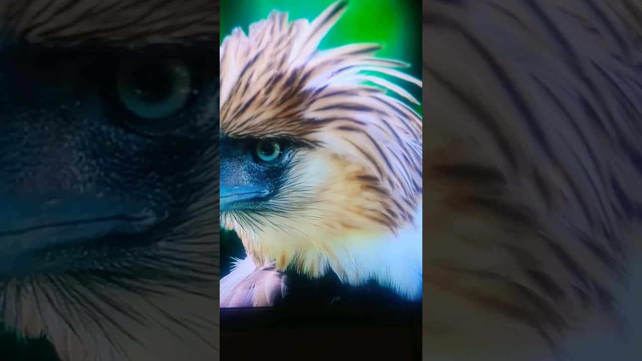 Philippine Eagle Close Up Triptych Wallpaper