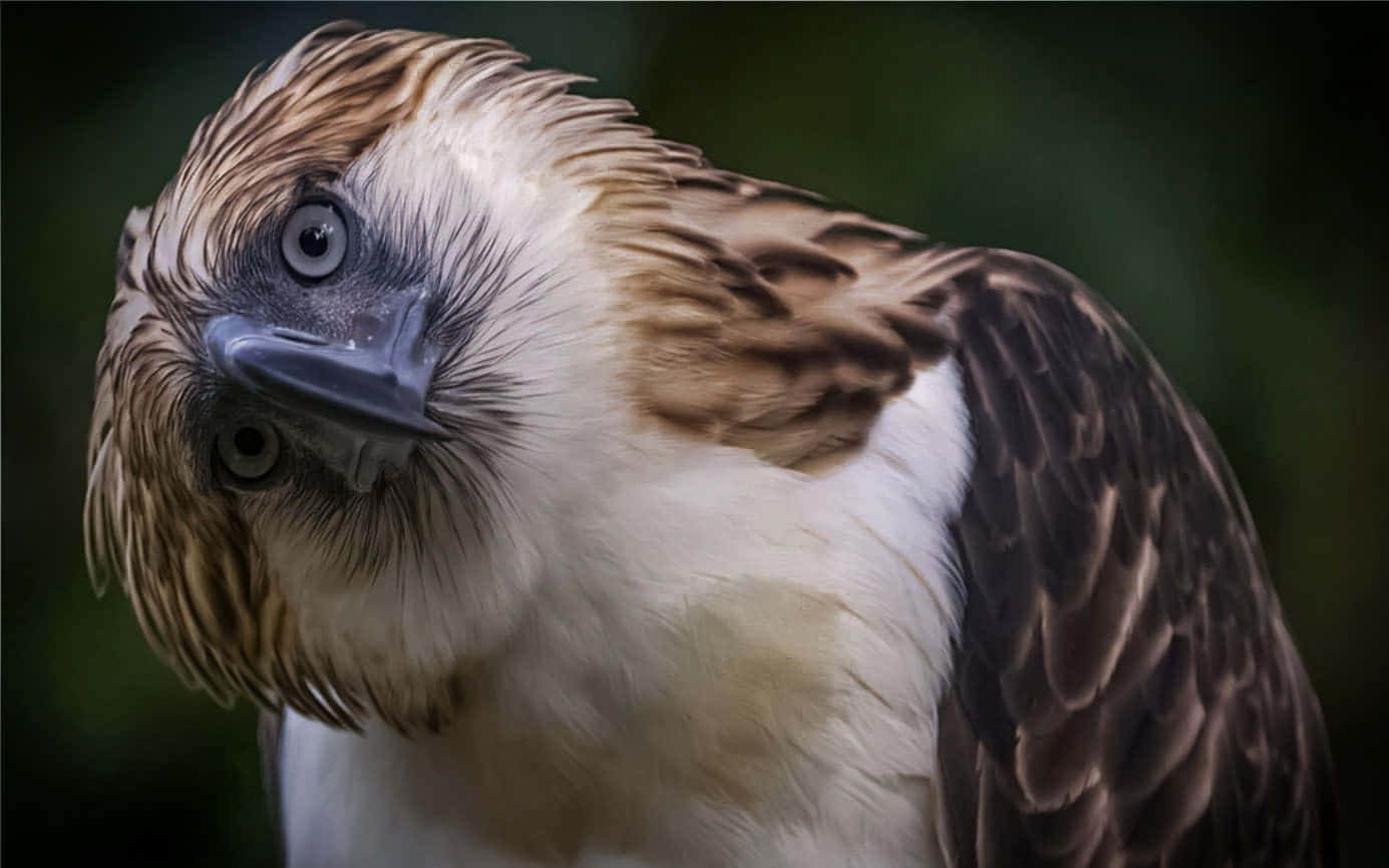 Philippine Eagle Portrait Wallpaper