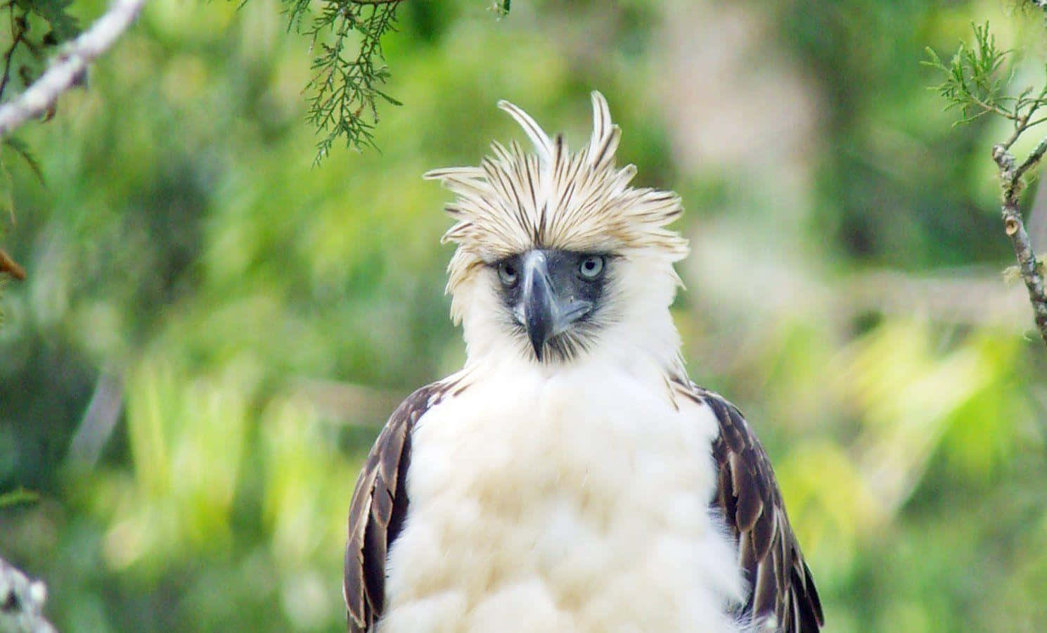 Philippine Eagle Portrait Wallpaper