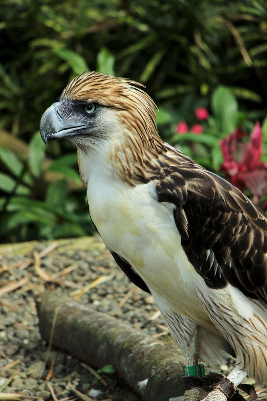 Philippine Eagle Portrait Wallpaper