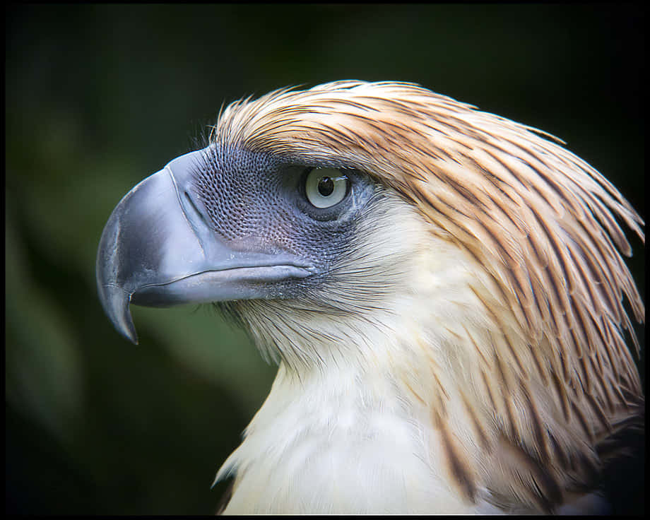 Philippine Eagle Portrait Wallpaper