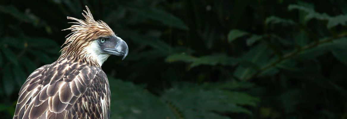 Philippine Eagle Profile Against Green Foliage Wallpaper