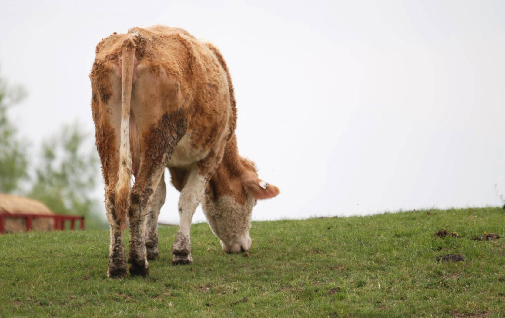 Photo Of Cute Cow Eating From Behind Wallpaper