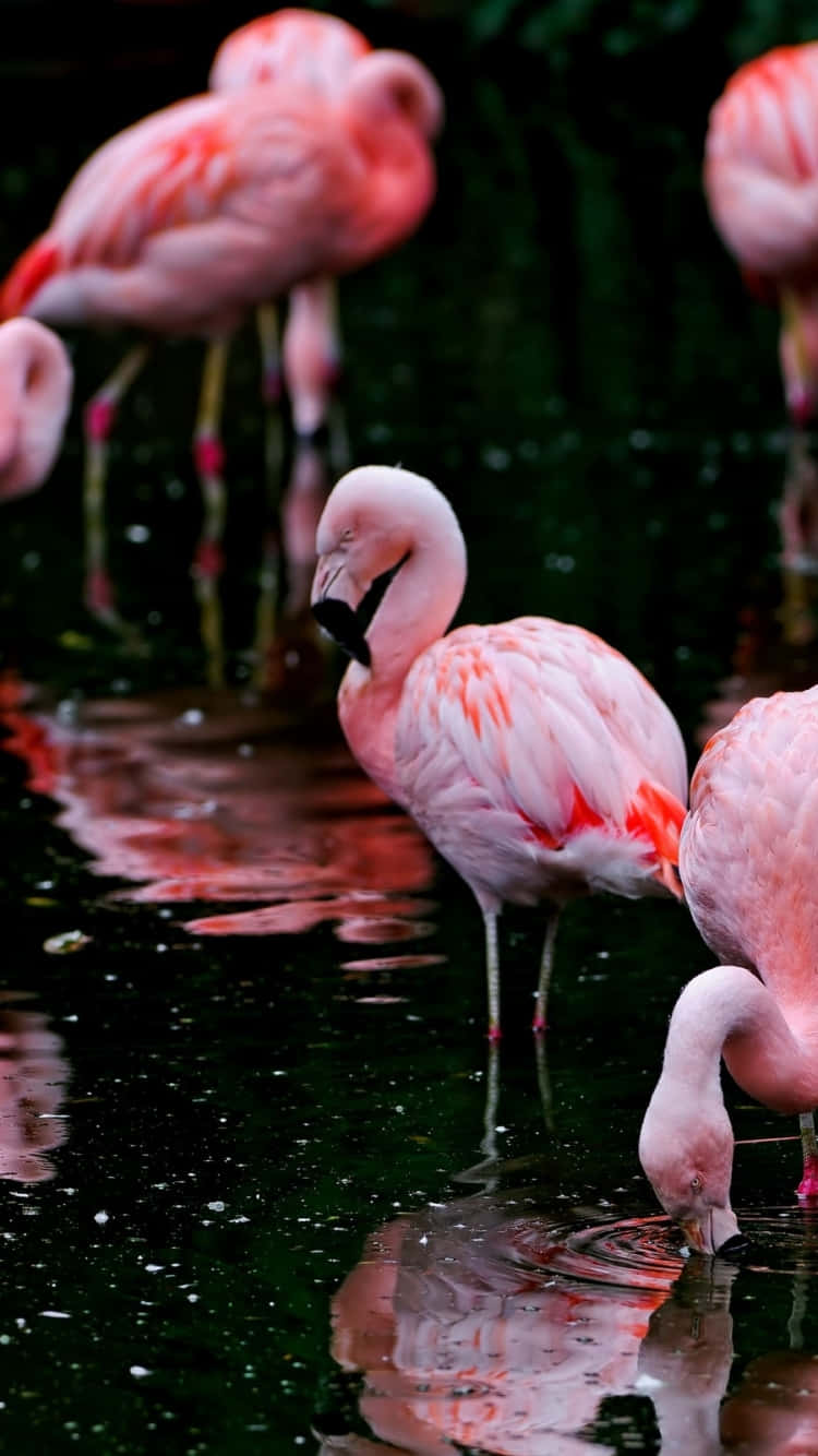 Photo Relaxing Flamingo Scene | Iphone Photography Wallpaper