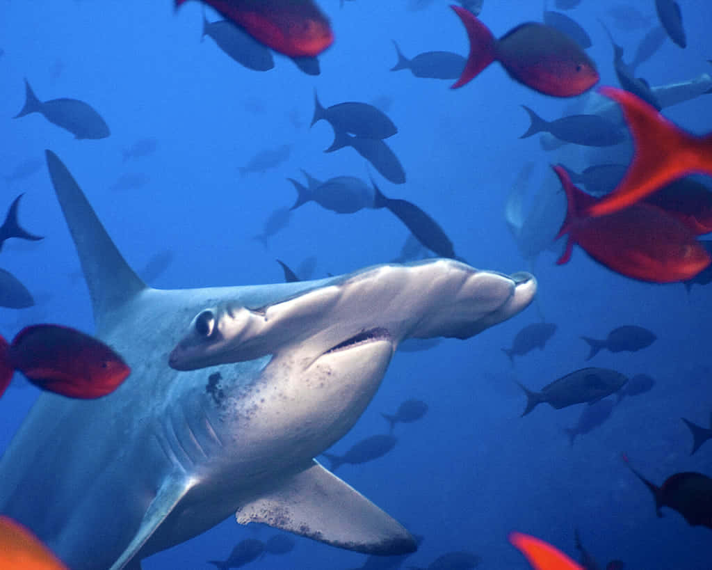 Picture A Close-up Of Hammerhead Shark Swimming In The Clear Blue Waters Wallpaper