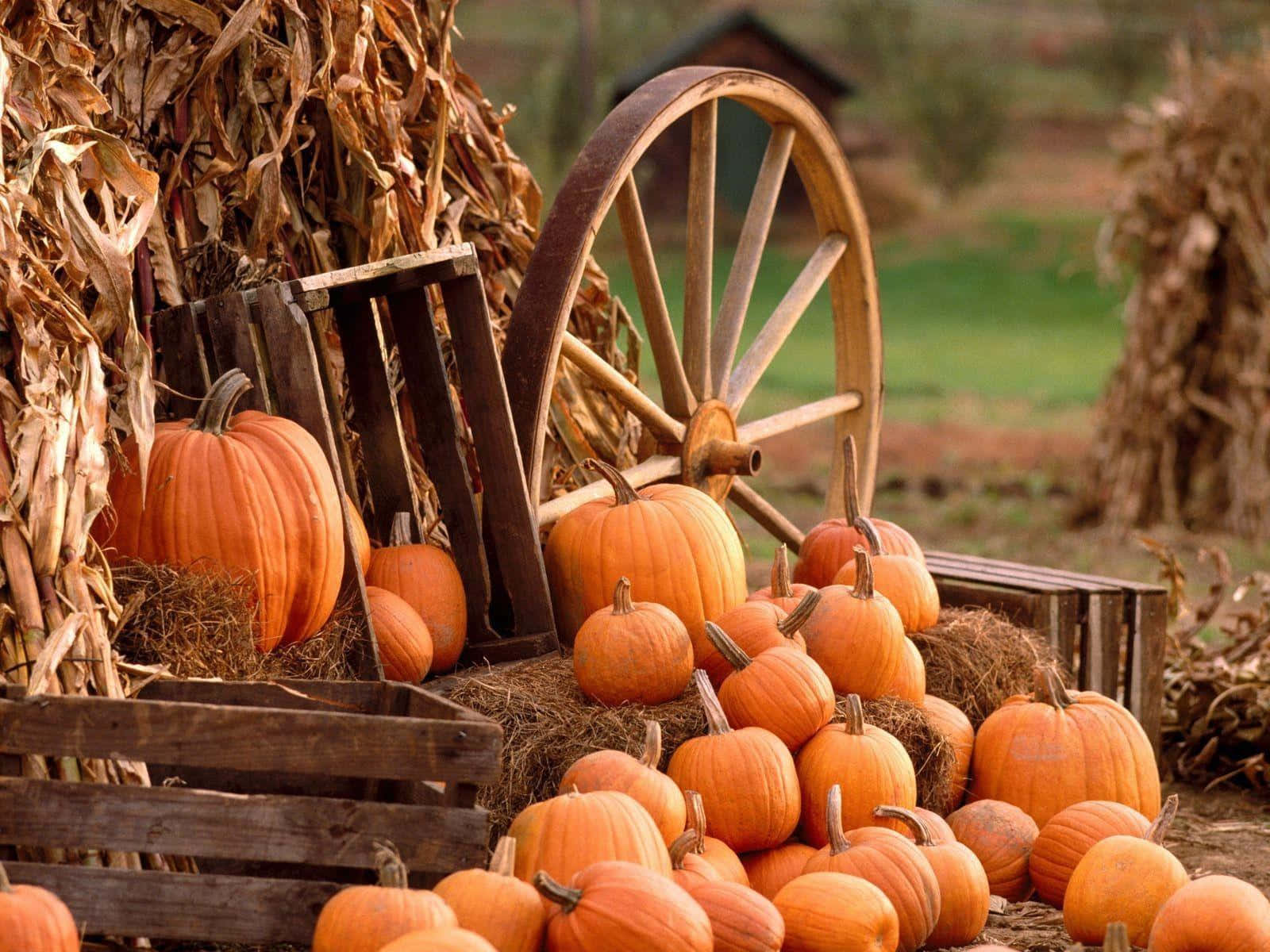 Picturesque Fall Farmhouse Wallpaper