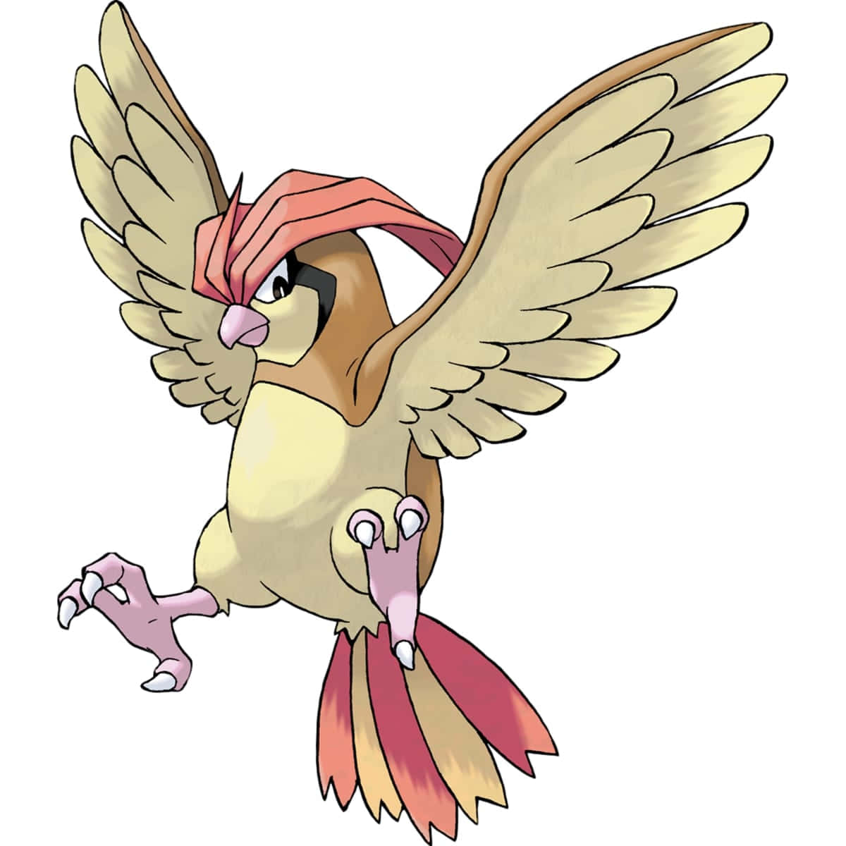 Pidgeotto Glaring Wallpaper