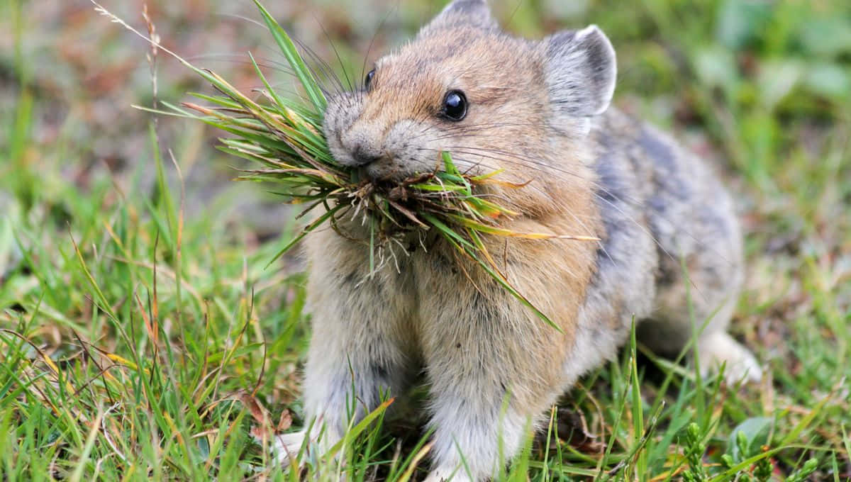 Pika Gathering Grass900x510 Wallpaper