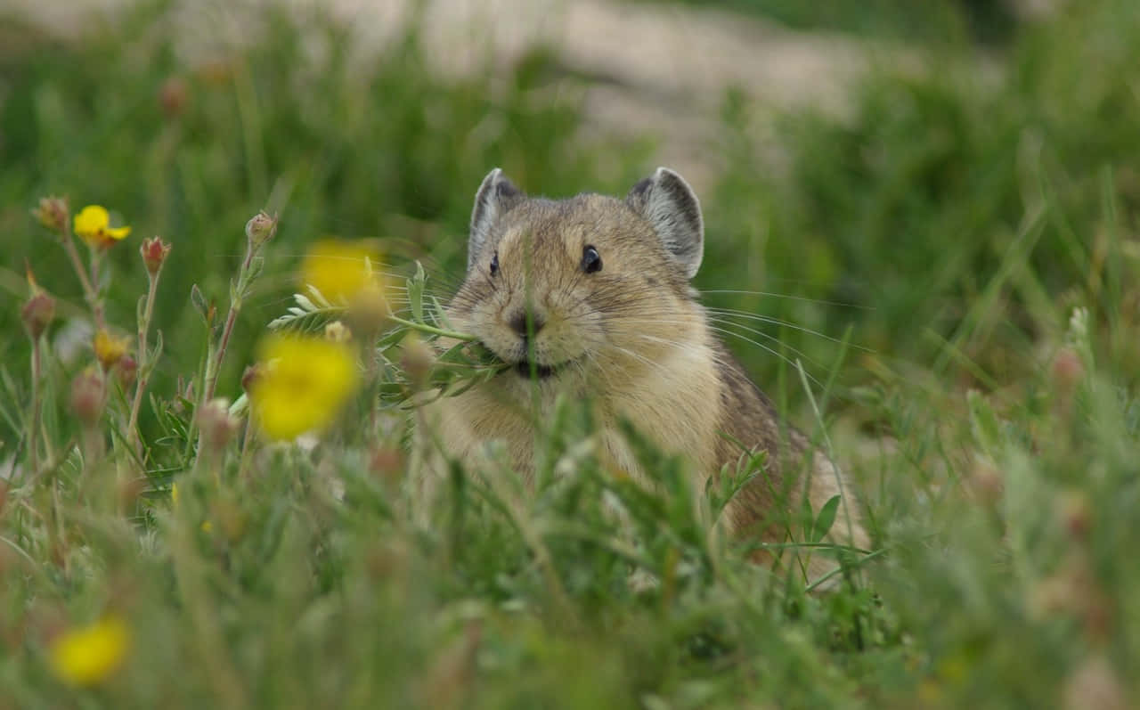 Pika In Grassland.jpg Wallpaper