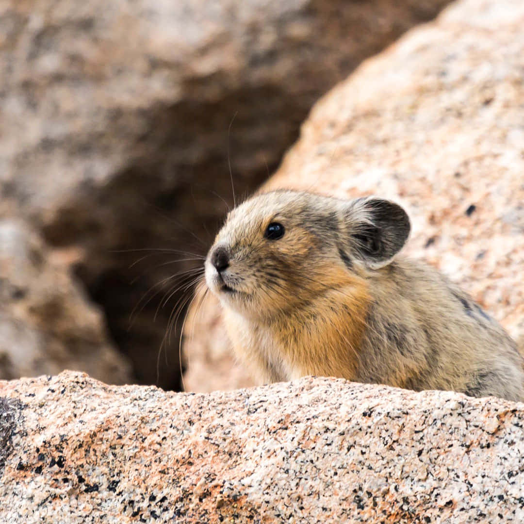 Pika Lookouton Rocks Wallpaper