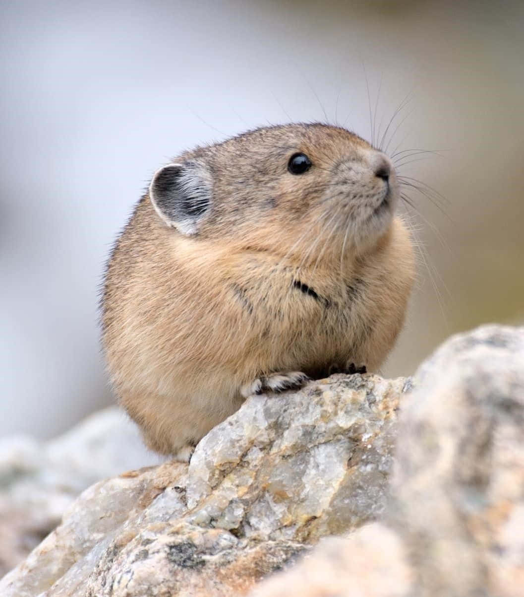 Pika_on_ Rocky_ Outcrop.jpg Wallpaper